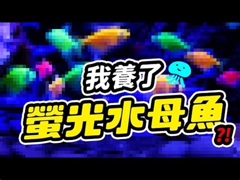 彩色磚魚|【彩色磚魚】見證海底奇蹟！炫彩繽紛「彩色磚魚」，。